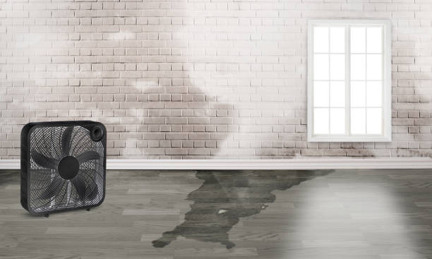 Best Mold removal after water damage  in Osseo, MN