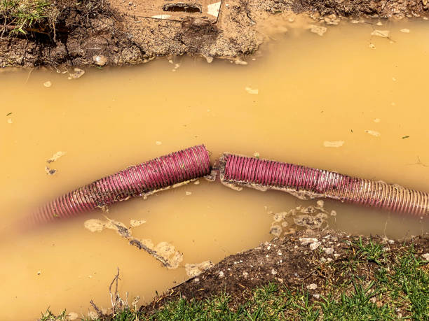 Best Local water damage restoration  in Osseo, MN